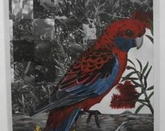 Australian Flora & Fauna