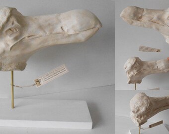DODO head (Raphus cucullatus) replica