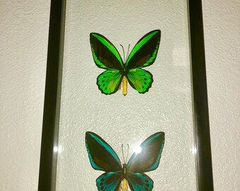Bird Wing Rainbow