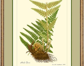 MALE FERN - Vintage Botanical print reproduction 501