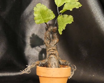 Mini Mandrake Harry Potter Plant