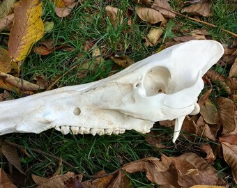 Massive Wild Boar skull, (tusker/male)