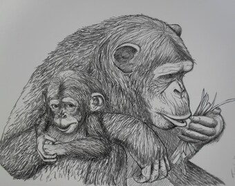 Mother and Baby Chimpanzees