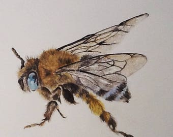 Australian Blue Banded Bee