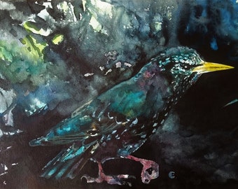 Starling/Dark Starling/Original Watercolour Starling