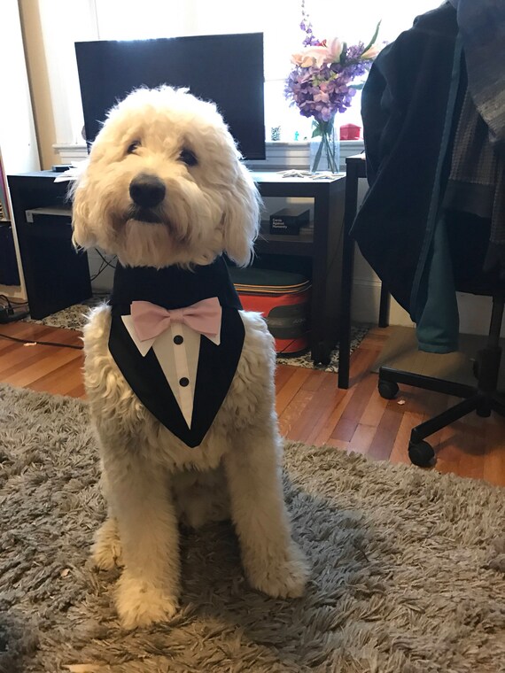 Large Grey Dog Wedding Tuxedo dog formal wear dog attire.