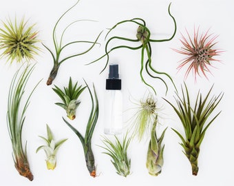 10 Air Plant Assortment w/ Spray Bottle / 6 Different Plant Varieties / Up to 7" Large