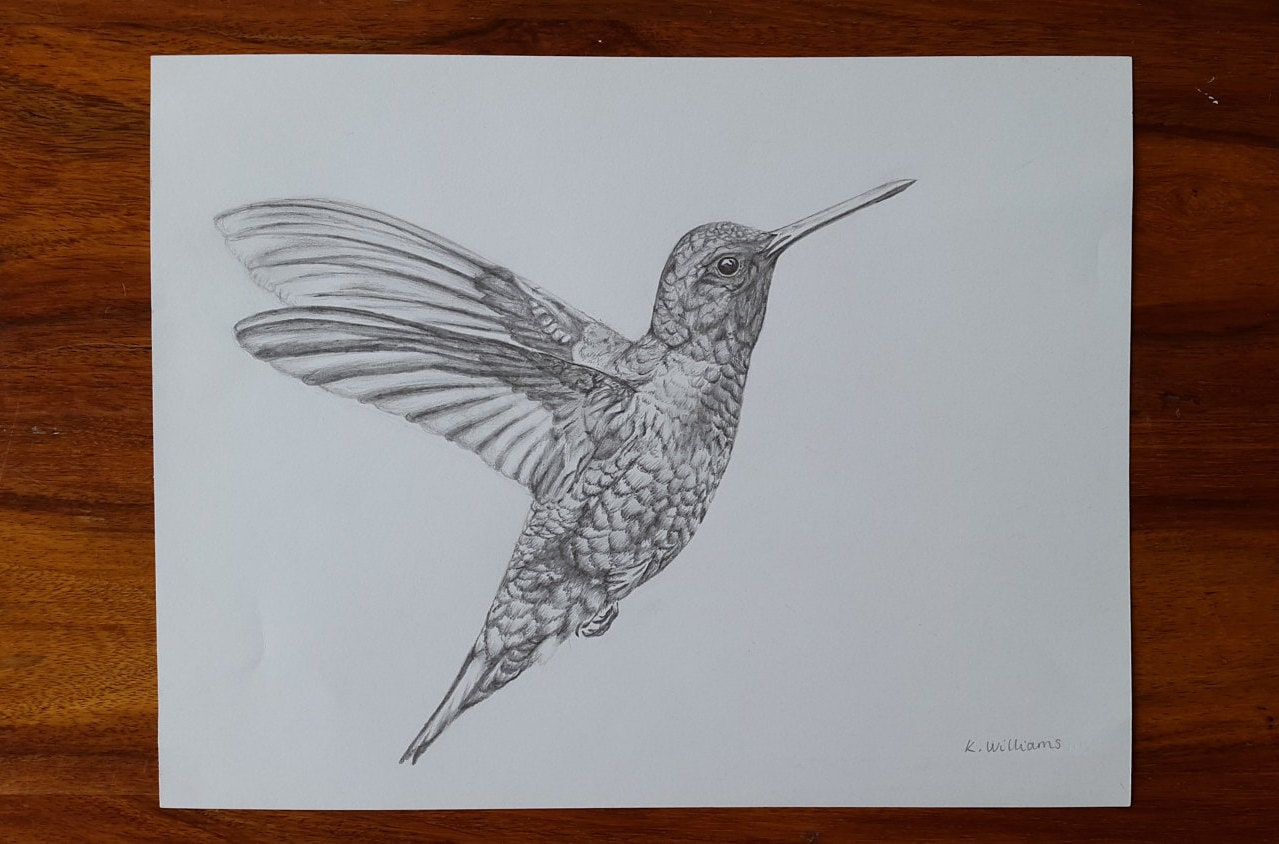 Hummingbird pencil drawing Original Giclee Print A4