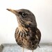 Vintage Taxidermy Bird Songbird