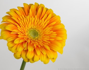 ADG)~SCHOOL BUS Yellow Gerbera Daisy~Seed!~~~~~Lively!
