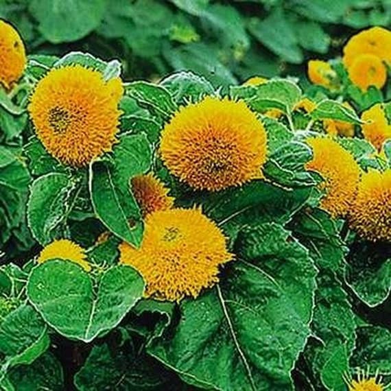 teddy bear sunflowers in pots