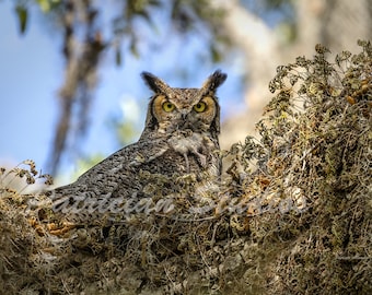 Great Horned Owl and Rodent