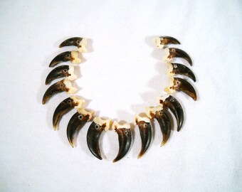Multipack Coyote Claws DRILLED Real Bone Taxidermy Genuine Bones Pendant Beads