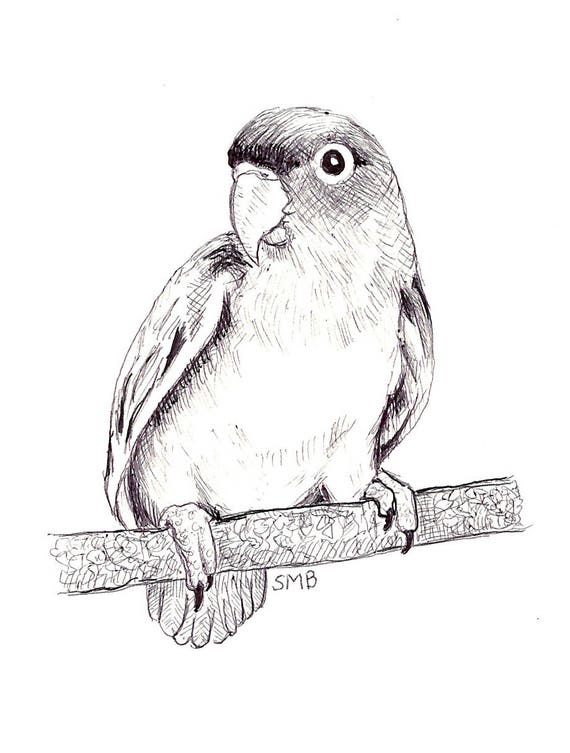 Sally Blanchard Original Pen and Ink Drawing of a Peach-faced Lovebird on a Perch