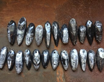 Polished Fossilized Orthoceras Pendant