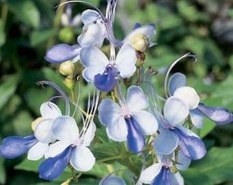 Blue Butterfly Bush, Blue Glorybower, Clerodendrum ugandense, Flowers look like Blue Butterfly! 1 Gallon FREE Shipping!