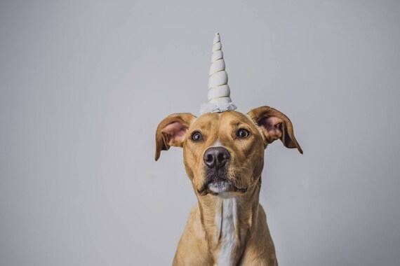 Unicorn Headband || Dog Unicorn Costume || Dog Unicorn || Unicorn Dog