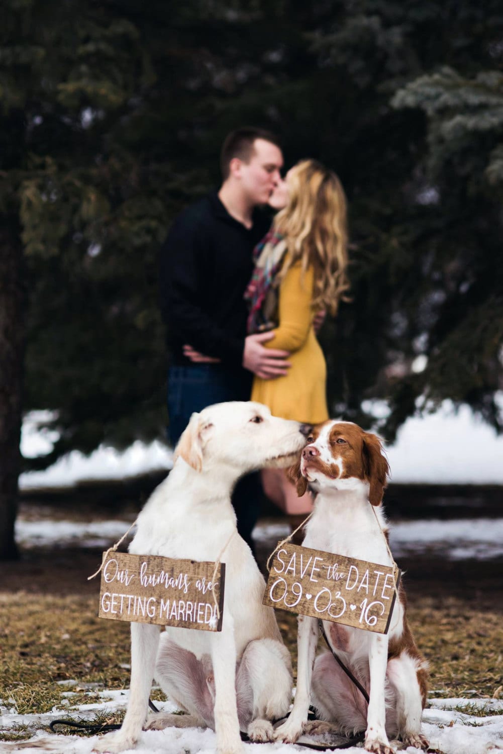Pet SaVe THe DaTe SiGn Dog PHoTo PRoP SiGn Calligraphy
