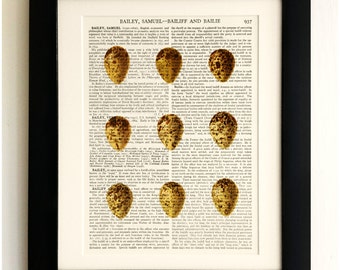 FRAMED ART PRINT on old antique book page - 9 Eggs, Vintage Wall Art Print Encyclopaedia Dictionary Page