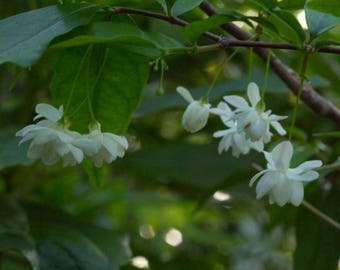 Wrightia religiosa Echites religiosa double flowers