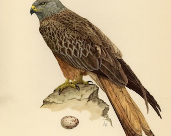 Vintage lithograph of the red kite from 1953