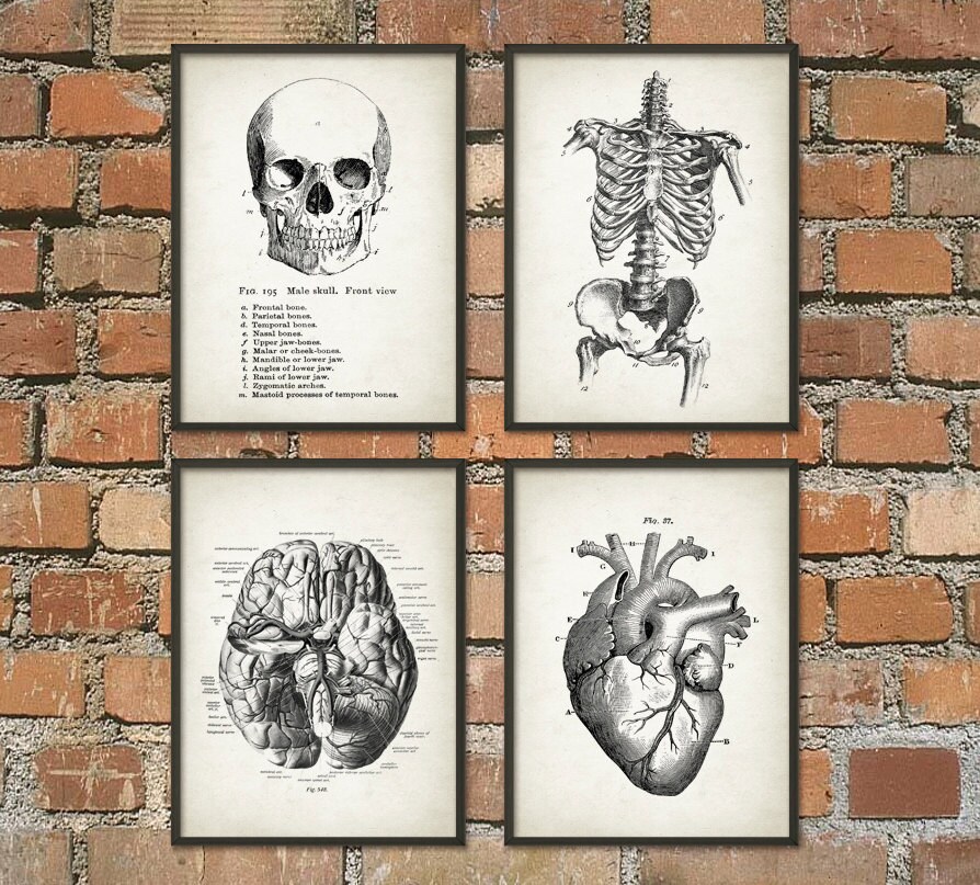 Human Anatomy Wall Art Poster Set of 4 - Antique Anatomy Prints - Vintage Skull Skeleton Brain and Heart Wall Art Posters (Q20) Human Anatomy Wall Art Poster Set of 4 - Antique Anatomy Prints - Vintage Skull Skeleton Brain and Heart Wall Art Posters (Q20)