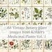 The entire set of 88 Plant illustrations in Köhler's Medicinal Plants volume 1 - High Res Printable Download - Vintage Botanical Plates
