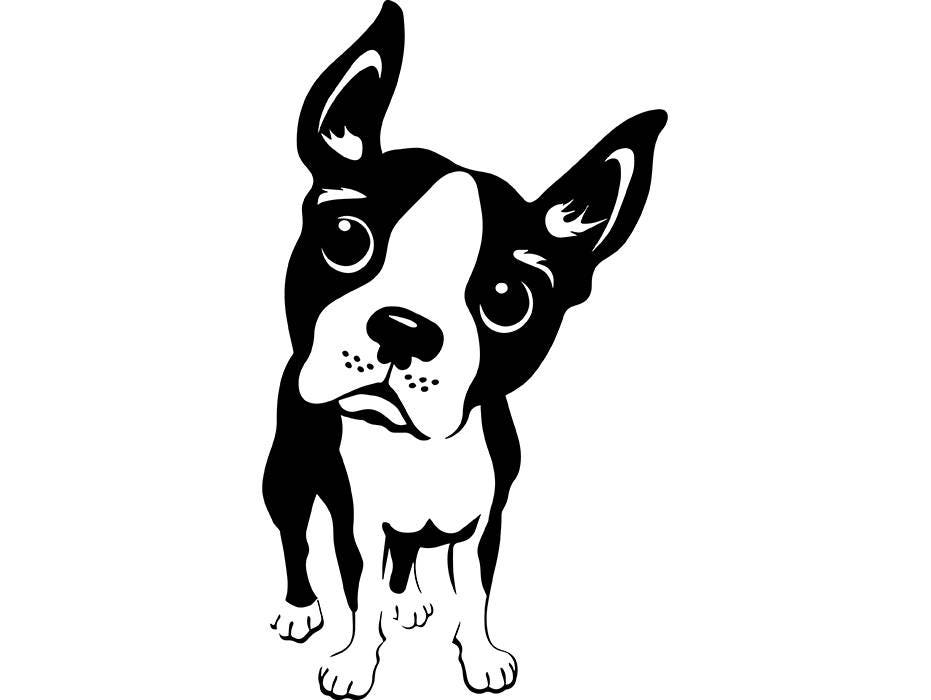 Download Boston Terrier 1 Dog Breed Pedigree K-9 Canine Animal Pet