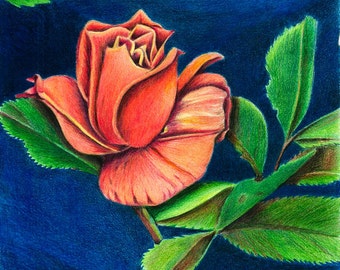 Coral Rose, Flower, Home Decor, Wall Art, Original, Colored Pencil
