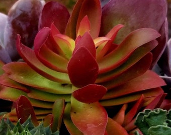 Live Sharks Tooth,Crassula corymbulosa, Red pagoda