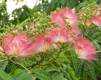 Silk Tree, Albizia julibrissin, 10 seeds