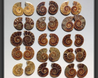 Ammonite 19 to 31mm randomly picked pieces