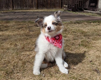 Over Collar Pet Bandana | Dog & Cat Accessories | Classico Bandan, Yo!