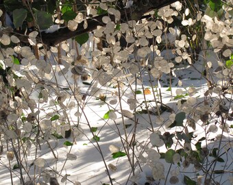 Winter Snow Plant item #4026
