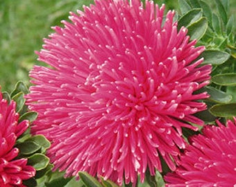 AASG) GREMLIN DARK Rose Aster~Seeds!~~~~~~~~~Wow!