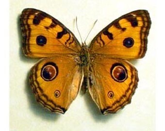 Stunning Eyespots Real Butterfly Conservation Display 274
