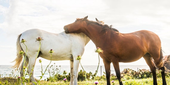 TOGETHERNESS. Horses Print, Horse Photography, Spain, Travel Photography, Photographic Print