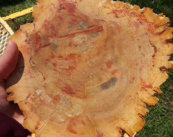 nice indonesian petrified wood slab//2.43 lbs//8.5 in x 8 in//petrified wood//polished petrified wood