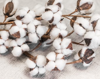 Cotton Stems/Sprays, 2nd Aniversary,Wedding, Raw Cotton, Home Decor, Rustic Decor, Farmhouse Decor HGTV,