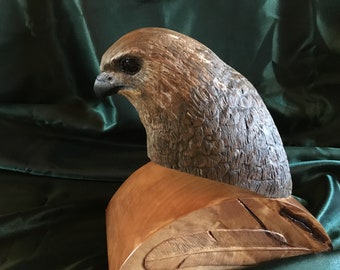 Red tail hawk head