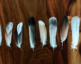 Real Pigeon Feathers, Naturally shed feathers, molted feathers, cruelty free feathers, unusual feathers