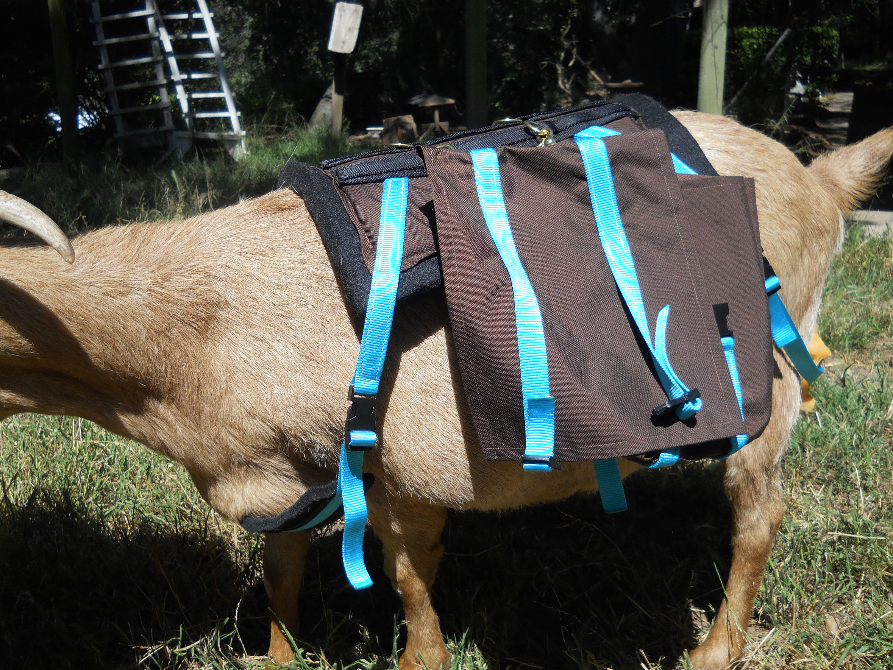 Goat , Small Mini Horse, or small donkey soft pack