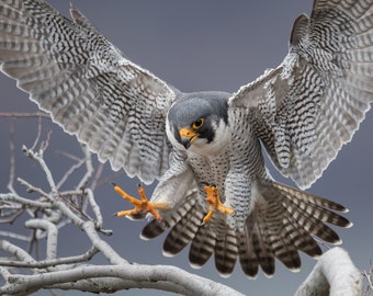 Peregrine Falcon Photo and/or Metal Print