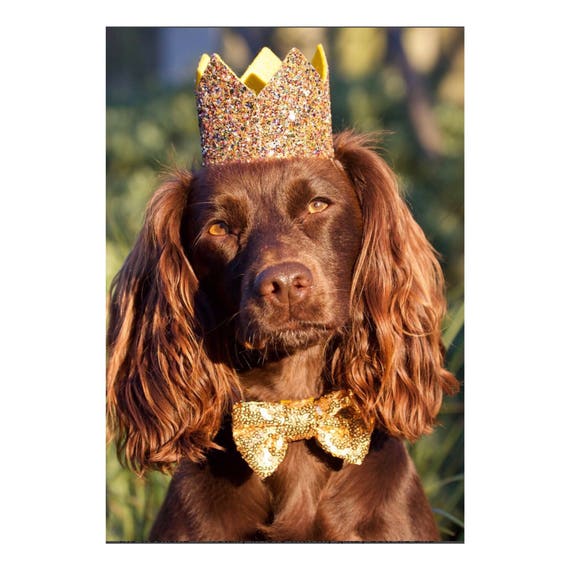 Dog Hat and Bow || Dog Birthday Party || Dog Birthday Crown || Dog Costume || Pet Party || Dalmation