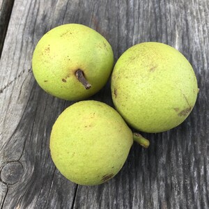 Black Walnut Herbal Tincture // Wildcrafted, Sustainably Harvested Botanical Extract - 1 or 2 ounce