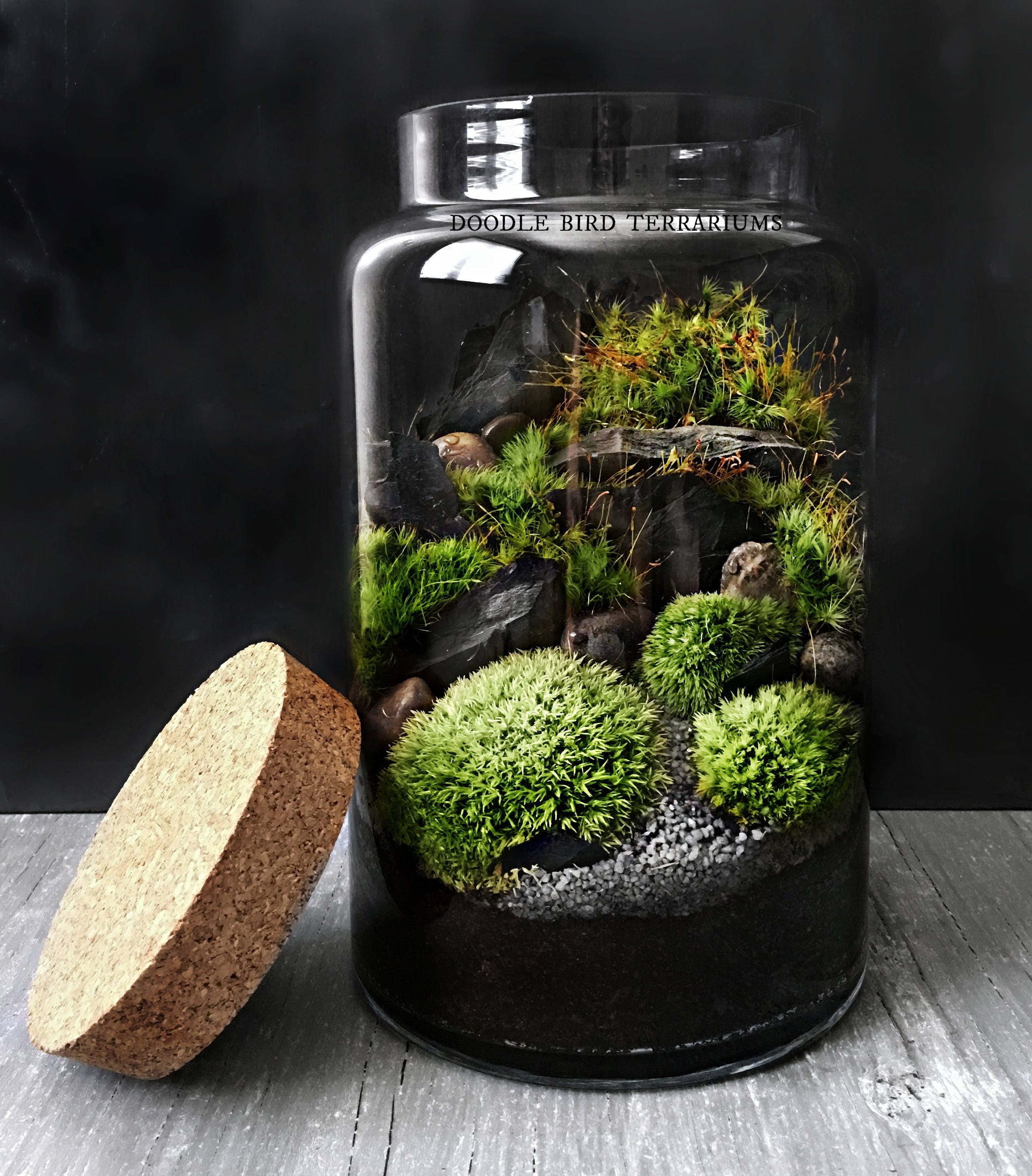 Woodland Moss Terrarium In Large Glass Jar Easy Houseplant   Il Fullxfull.1443142534 J8dw 