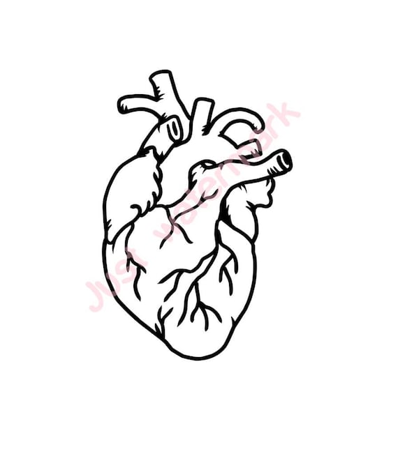 Line Art Heart Outline : Human heart line drawing jpg svg real hand for