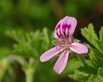 Geranium Essential Oil 30 ml (1 oz.)