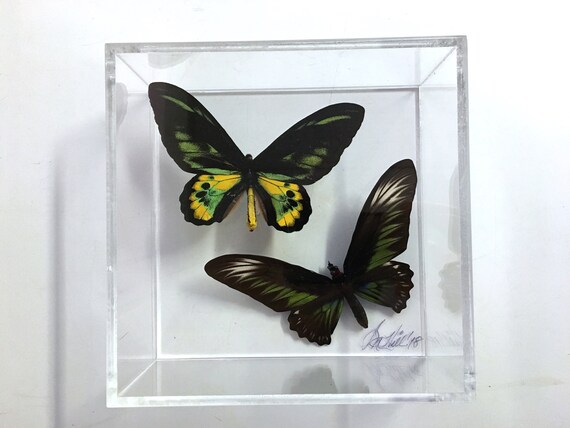 BIRDWINGS IN FLIGHT! - Framed, mounted butterflies