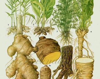 Vintage Botanical Print Antique GINGER 135, plant print botanical print, bookplate art print, vegetables plants plant wall